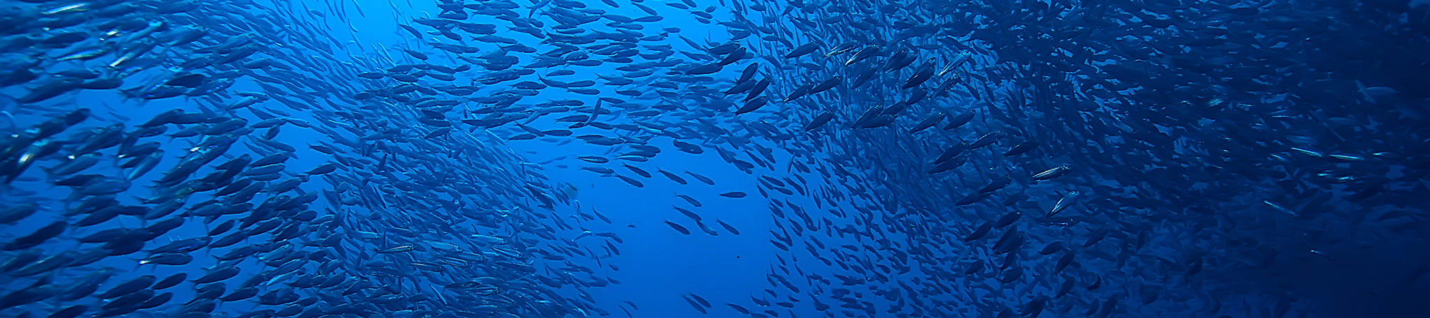 scad jamb under water / sea ecosystem, large school of fish on a blue background, abstract fish alive